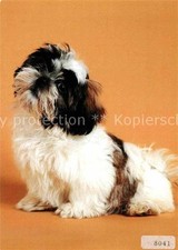 Hunde shih tzu gebraucht kaufen  Deutschland