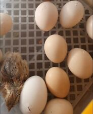 Mix uova fertili usato Mix uova fertili usato  Anzio