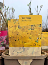 Forsythia spectabilis yellow for sale  HARLOW
