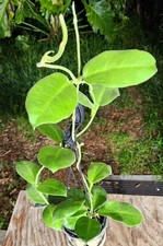 Hoya coronaria plant for sale  Hollywood