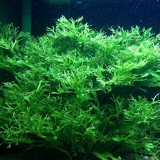 Microsorum windelov java for sale  Garland