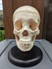 brain model for sale  BIRKENHEAD