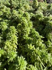 sphaigne d'occasion sphaigne d'occasion  Tartas