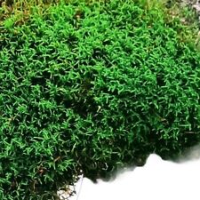 Appalachian premium fresh for sale  Bridgeport