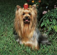 Poster chien yorkshire d'occasion  Brie-Comte-Robert