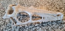 Large dinosaur skull for sale  GREAT YARMOUTH