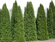 white cedar for sale white cedar for sale Pitman