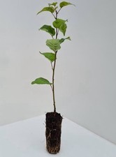 Blackthorn prunus spinosa for sale  FRASERBURGH