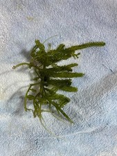 Caulerpa cylindracea macro for sale  NORTHOLT