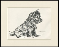 Cairn terrier old d'occasion  Expédié en Belgium