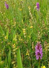 2025 yellow rattle for sale  BRIDPORT