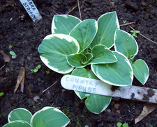 Country mouse mini gebraucht kaufen  Mutterstadt