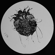 microscope slide insect for sale microscope slide insect for sale HAYLE