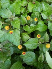 Bullseye toothache plant for sale  Lawrenceburg