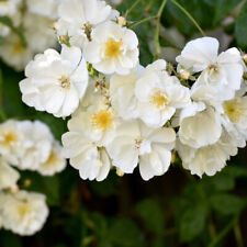 Rambling rose plant for sale  IPSWICH