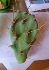 3 Opuntia Dilleni Tuno Indio Sin Raíz, usado comprar usado 3 Opuntia Dilleni Tuno Indio Sin Raíz, usado comprar usado  Enviando para Brazil