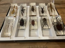 Insect resin collection for sale  DURHAM