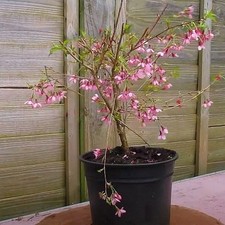 Prunus incisa paean d'occasion  Pouzauges