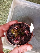 Pianta carnivora dionaea usato  Grumo Appula