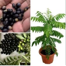 Curry leaves seeds for sale  San Jose