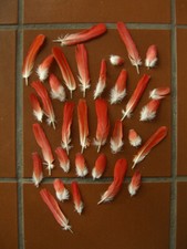 Federn rot graupapagei gebraucht kaufen  Gifhorn