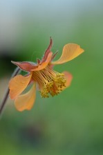 Geum oxford marmalade for sale  BIDEFORD