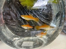 High quality swordtail for sale  Homestead