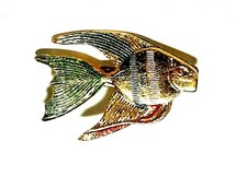 Rare golden tropical for sale  PRESTON