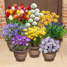 Spring flowering bulbs for sale  PETERBOROUGH