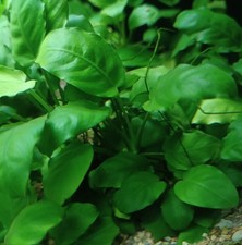 Plante aquarium faciles d'occasion  Châteauneuf-du-Rhône