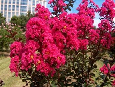 Live plants hot for sale  Mcallen
