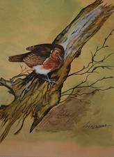 Robin redbreast winter for sale  LONDON