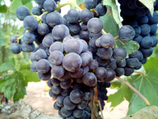 Concord grape vines for sale  Rock Island