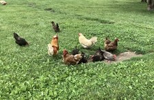Free range bym for sale  Circleville