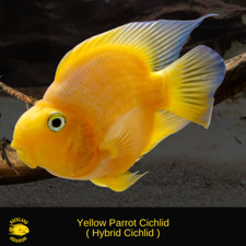 Yellow parrot cichlid for sale  Nanuet