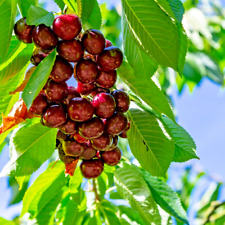 Cherry tree hedelfinger for sale Cherry tree hedelfinger for sale  NORTHWICH