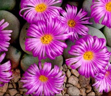 Conophytum wettsteinii d'occasion  Expédié en France