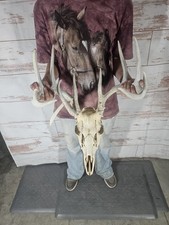 Wild point whitetail for sale  Knoxville