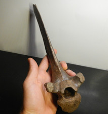 Fossil bison sp. for sale  Kansas City
