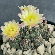 gymnocalycium usato gymnocalycium usato Trivignano Udinese