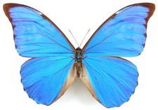 Morpho anaxibia male gebraucht kaufen  München