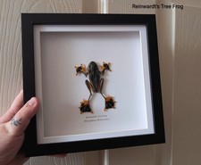 Framed reinwardt tree for sale  SHEFFIELD