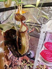 Nepenthes maxima wavy for sale  Wausau