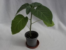 Datura meteloides 9cm for sale  NEWCASTLE EMLYN