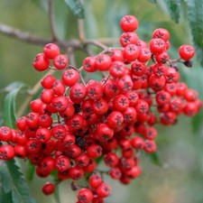 Sorbus chinese lace for sale  SOUTHAMPTON