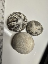Versteinerte seeigel steinkern gebraucht kaufen  Elmenhorst