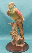 Beautiful macaw parrot for sale  Ocala