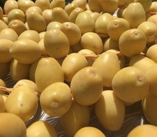 Usado, DATAS BARHI AMARELAS 7 LB... DOCE DA CALIFÓRNIA. TAMANHO VARIÁVEL comprar usado  Enviando para Brazil