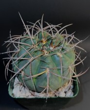 crested echeveria for sale  Seattle