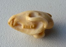 Strange rare unusual for sale  Barre